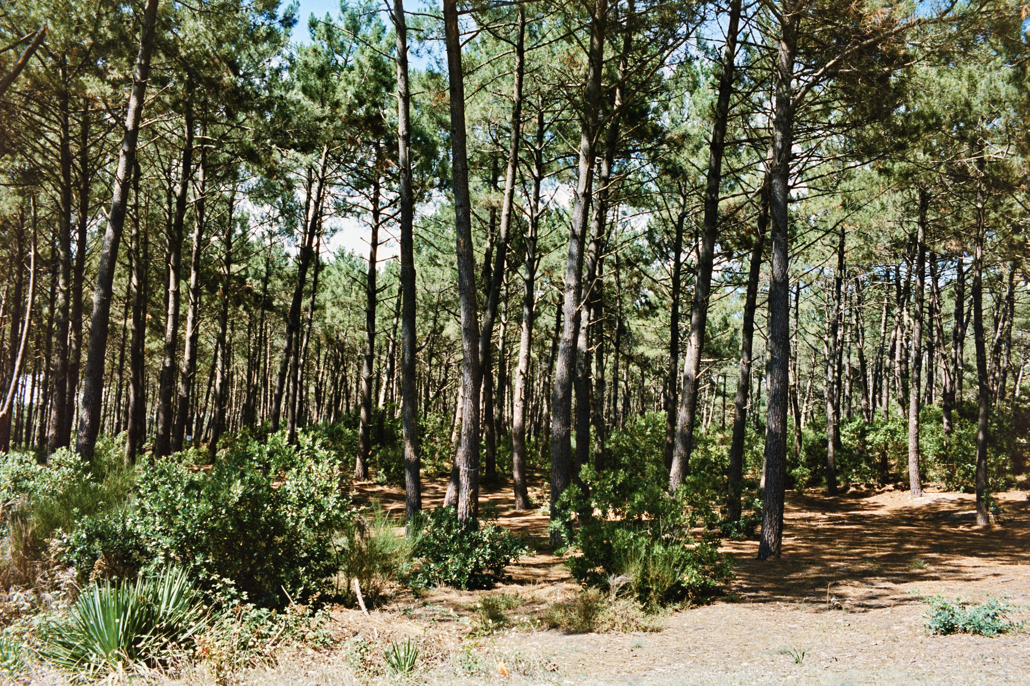 Fine art picture showing Mediterranean pine trees in a random order