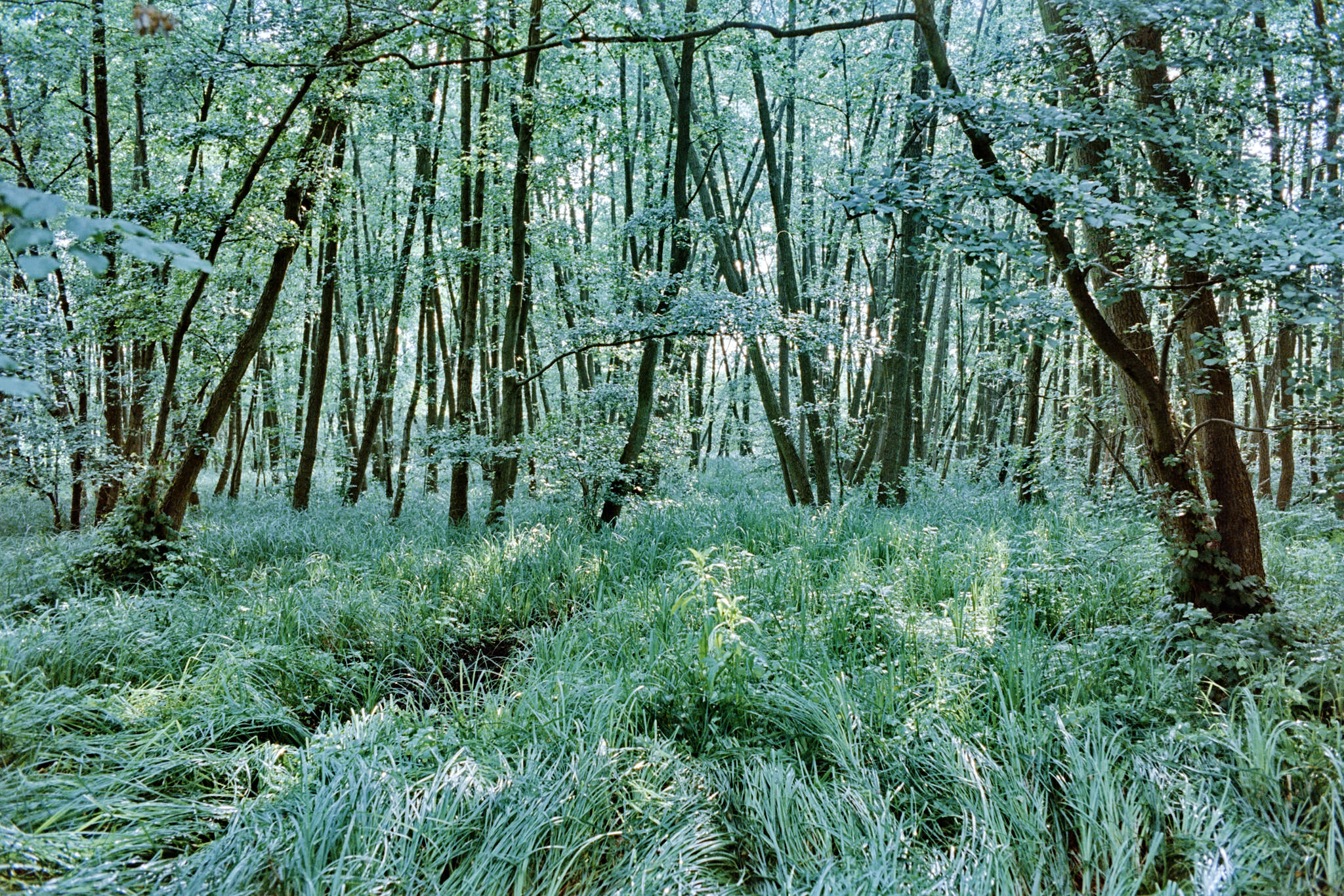 Fine art picture showing black alder trees in a random order on green soil