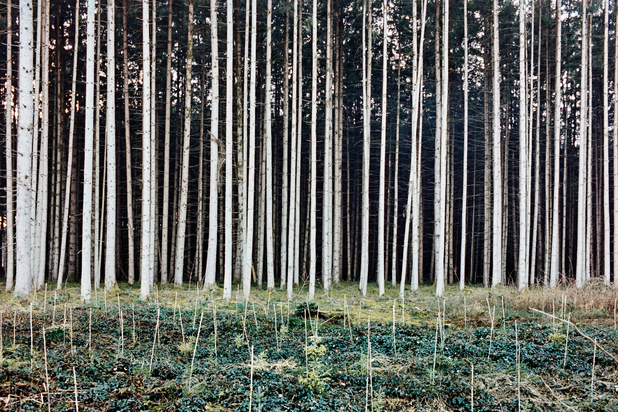 Fine art picture showing pine poles in a distinct order