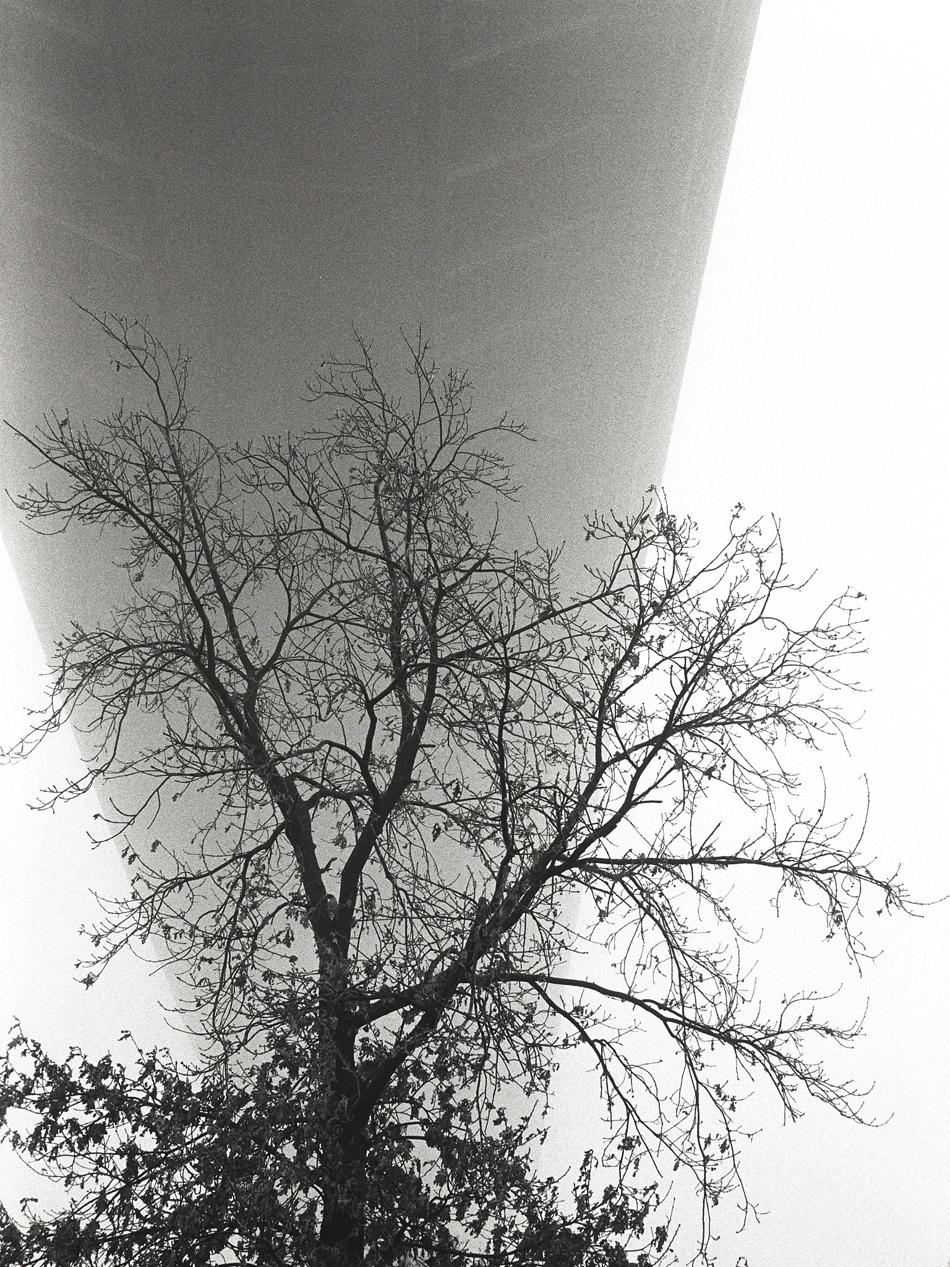 A bare tree against the curving underside of a bridge